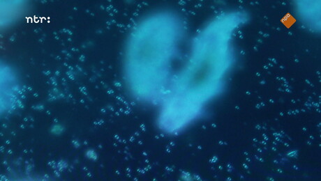 Het Klokhuis | Antibiotica